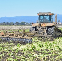 Cyclospora fallout hits California farmers
