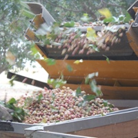 Pistachio genome study may benefit breeding efforts