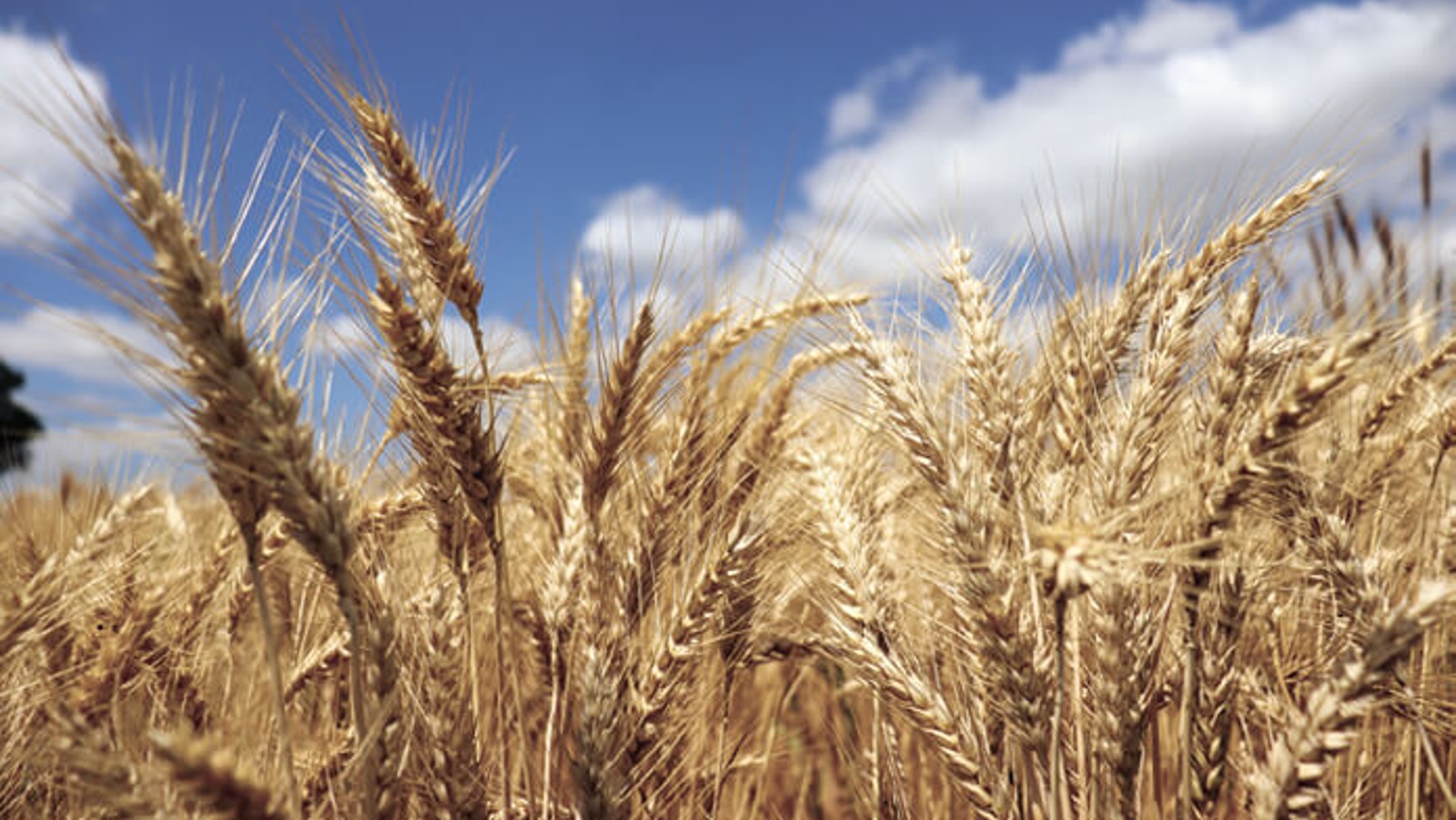 Searching for tasty wheat that's safe from disease
