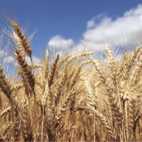 Searching for tasty wheat that's safe from disease