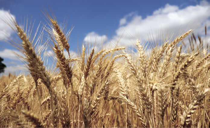 Searching for tasty wheat that's safe from disease
