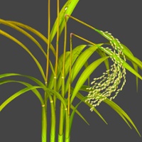 Researchers target threat from ancient rice disease