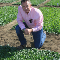 Evolving downy mildew strains test spinach growers