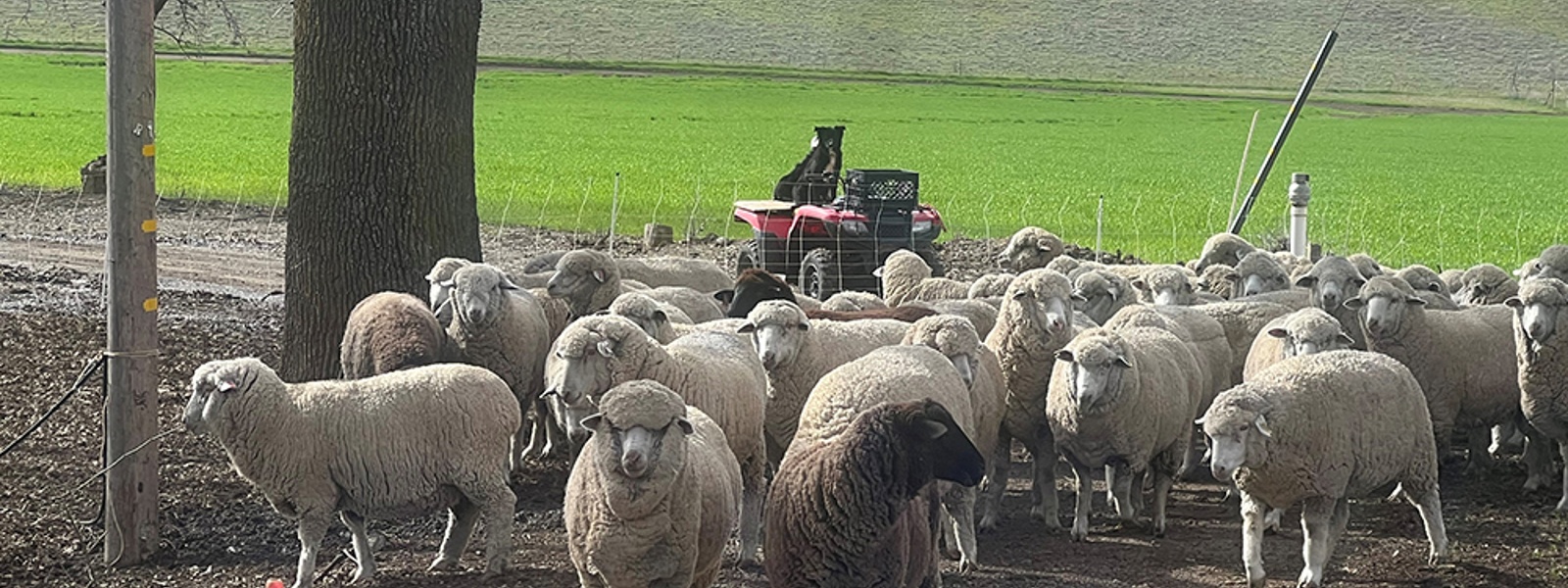 Strong demand for all meat lifts lamb prices higher