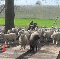 Strong demand for all meat lifts lamb prices higher