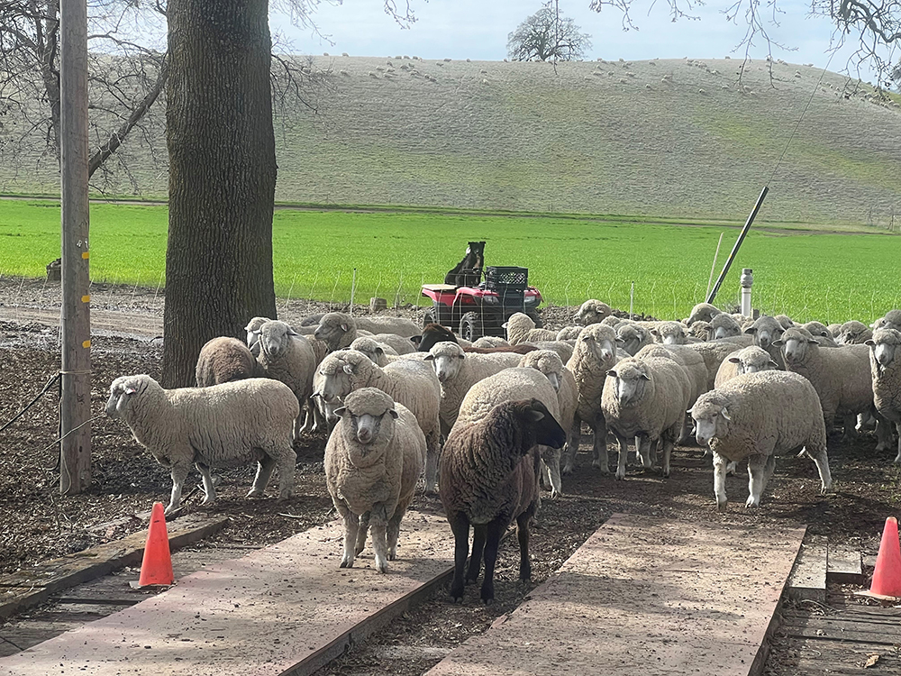 Strong demand for all meat lifts lamb prices higher