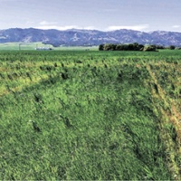 UC tests solutions to control weeds in small grains