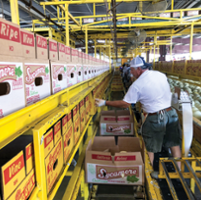 Rain, cold delay cantaloupe and honeydew season