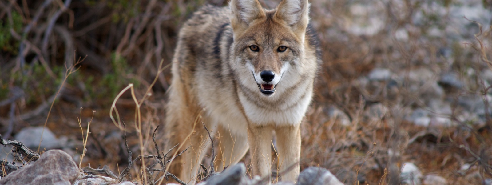 Fish and Game ditches proposal to limit coyote take