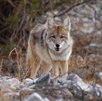 Fish and Game ditches proposal to limit coyote take