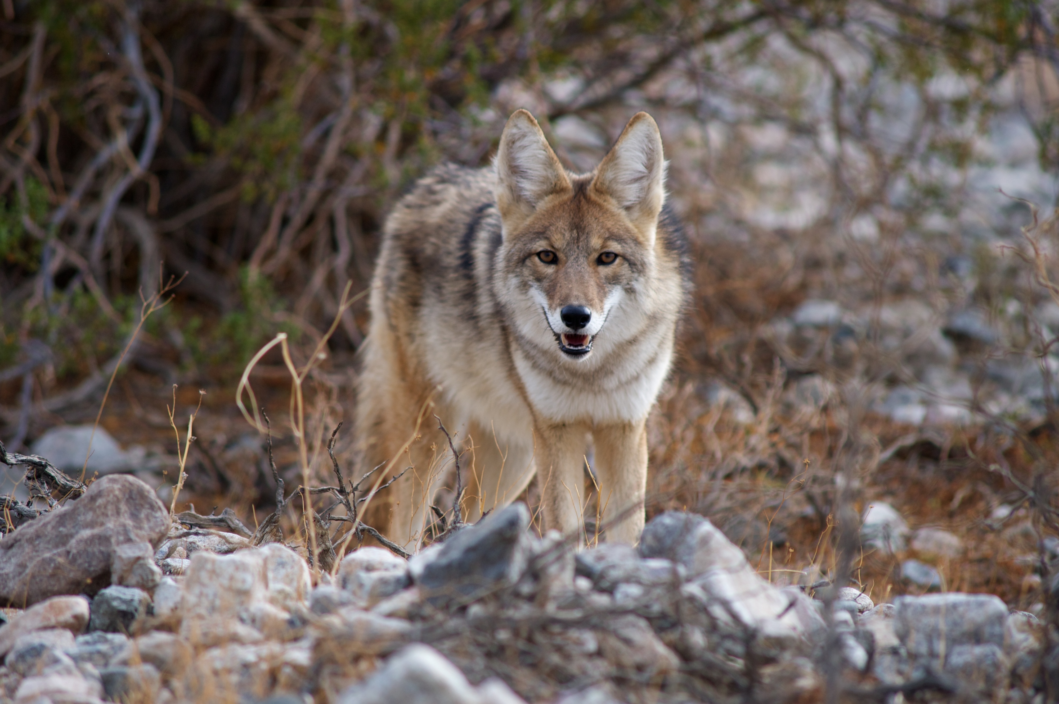 Fish and Game ditches proposal to limit coyote take