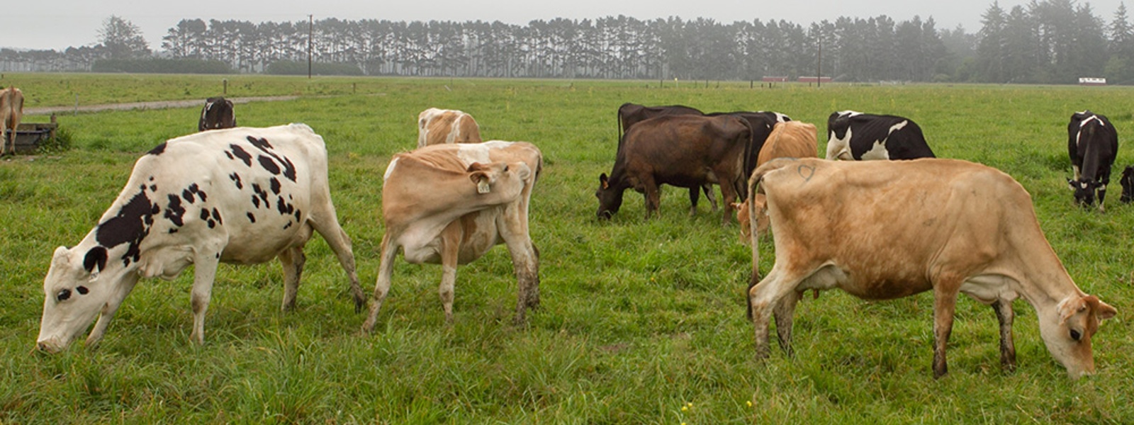 Growth in organic milk presents market challenges