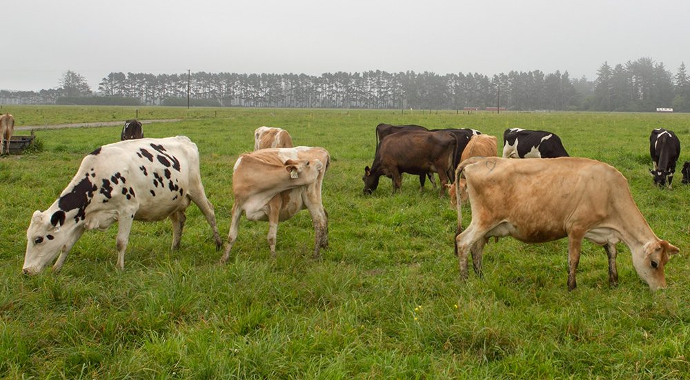 Growth in organic milk presents market challenges