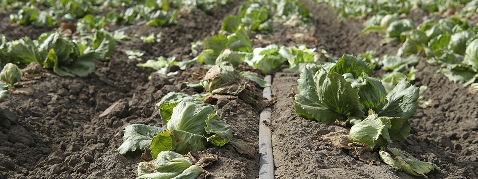 Lettuce virus cases creeping back up after reprieve