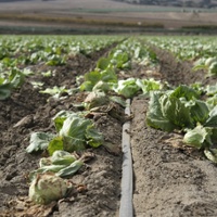 Lettuce virus cases creeping back up after reprieve