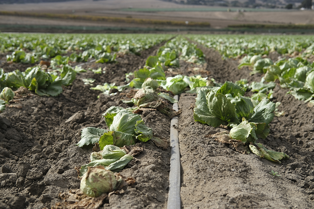 Lettuce virus cases creeping back up after reprieve