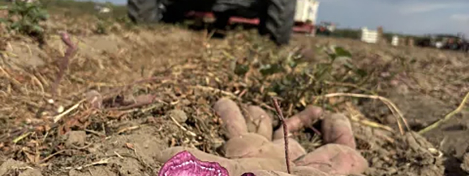 Purple sweet potato varieties gain interest, acreage
