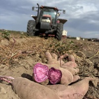 Purple sweet potato varieties gain interest, acreage
