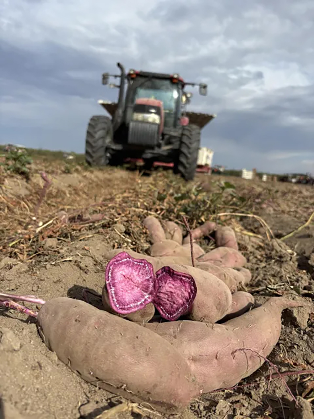 Purple sweet potato varieties gain interest, acreage
