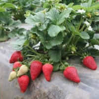 Strawberry acres rise to a new high as demand grows