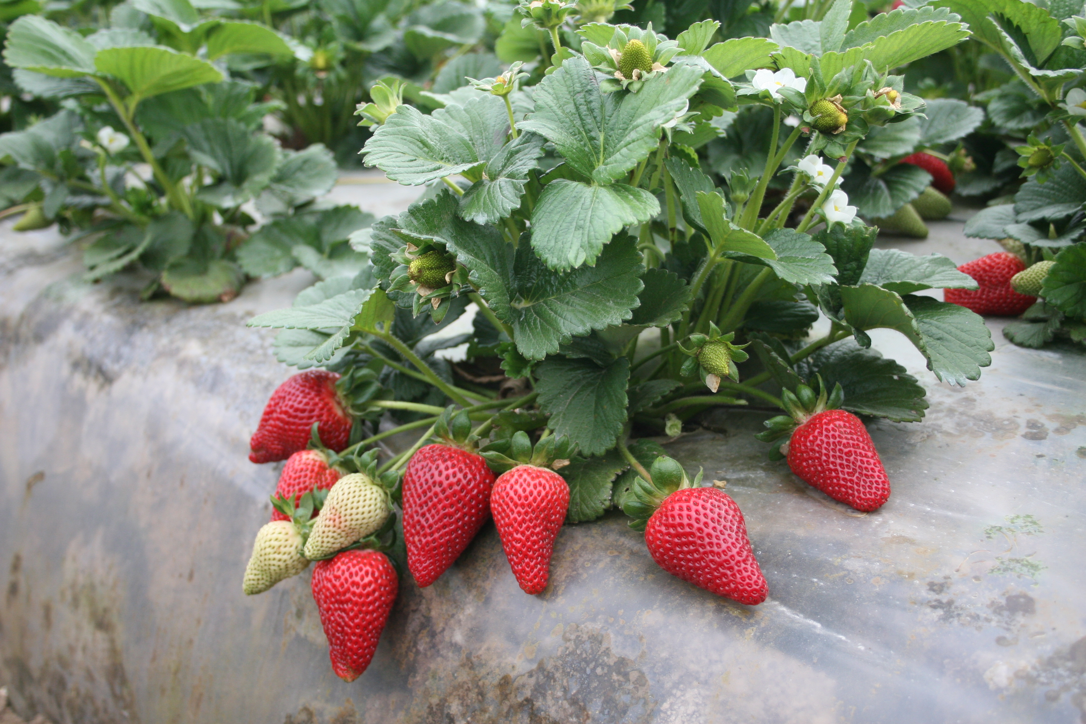 Strawberry acres rise to a new high as demand grows