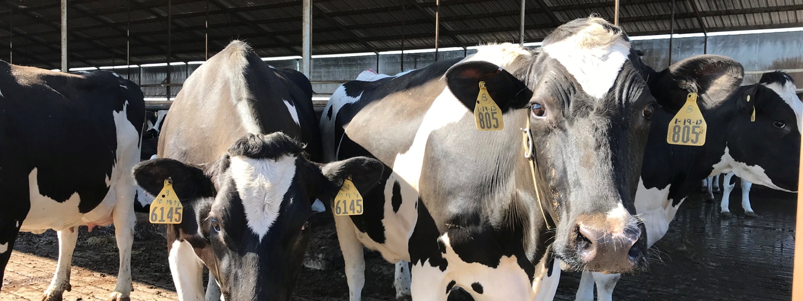 Dairy farmers look for new methane emission solutions