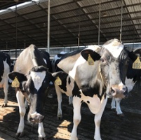 Dairy farmers look for new methane emission solutions