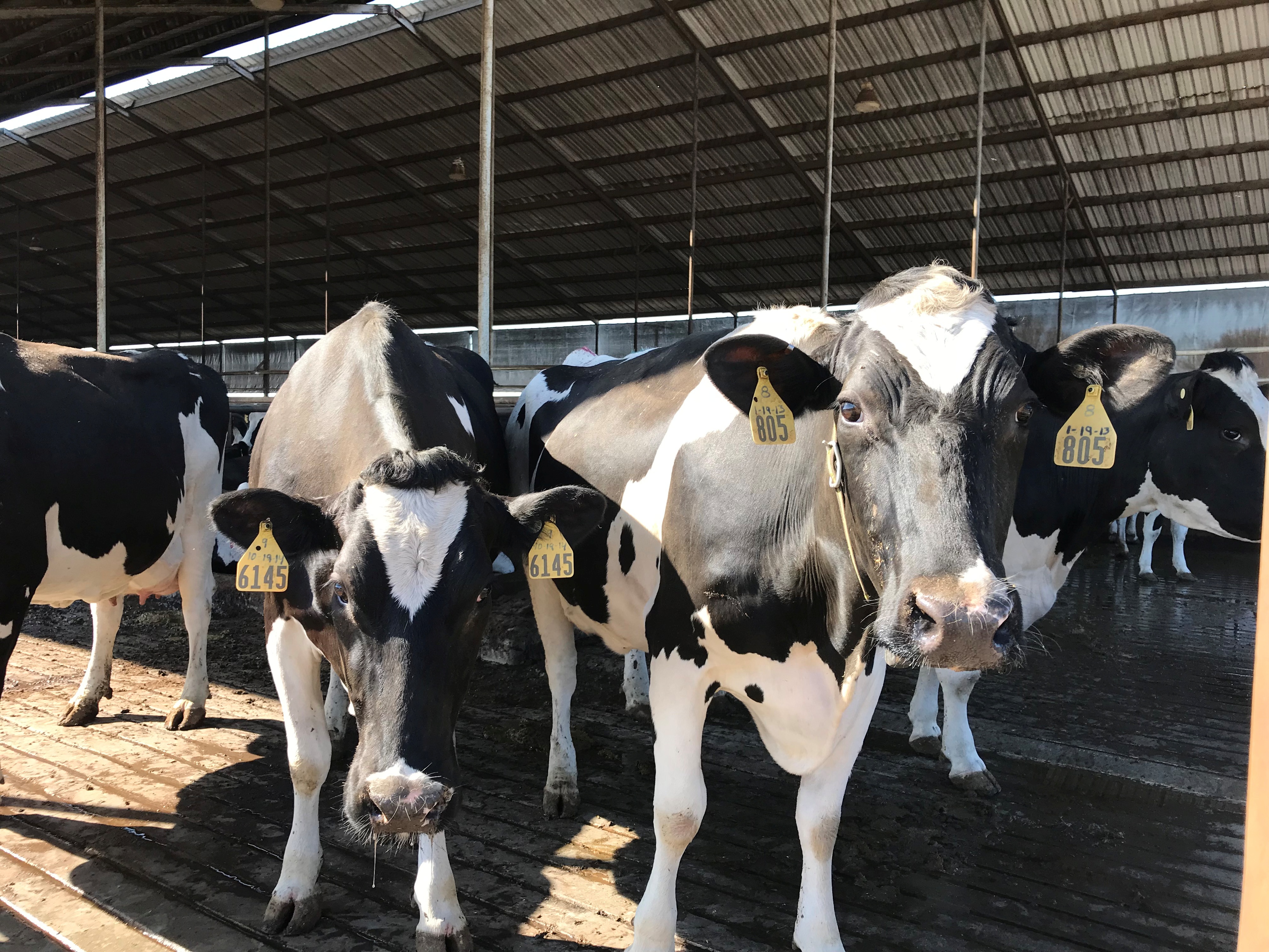 Dairy farmers look for new methane emission solutions