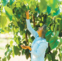 Contra Costa County U-pick farms introduce mulberries