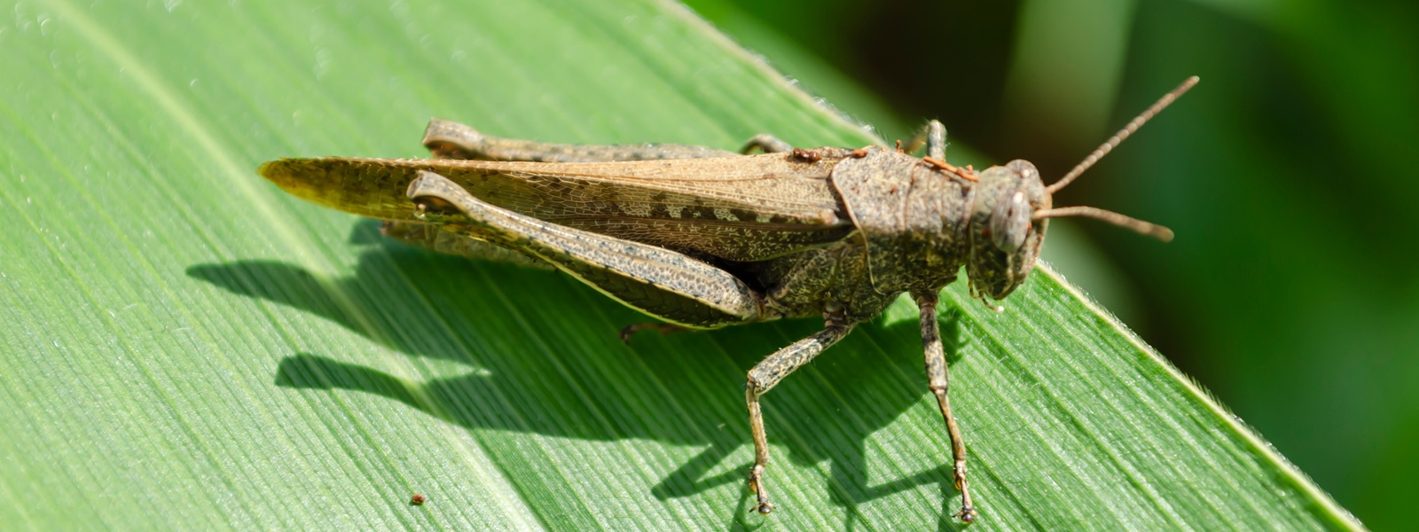 Grasshopper damage, losses down as infestations decline