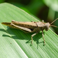 Grasshopper damage, losses down as infestations decline 