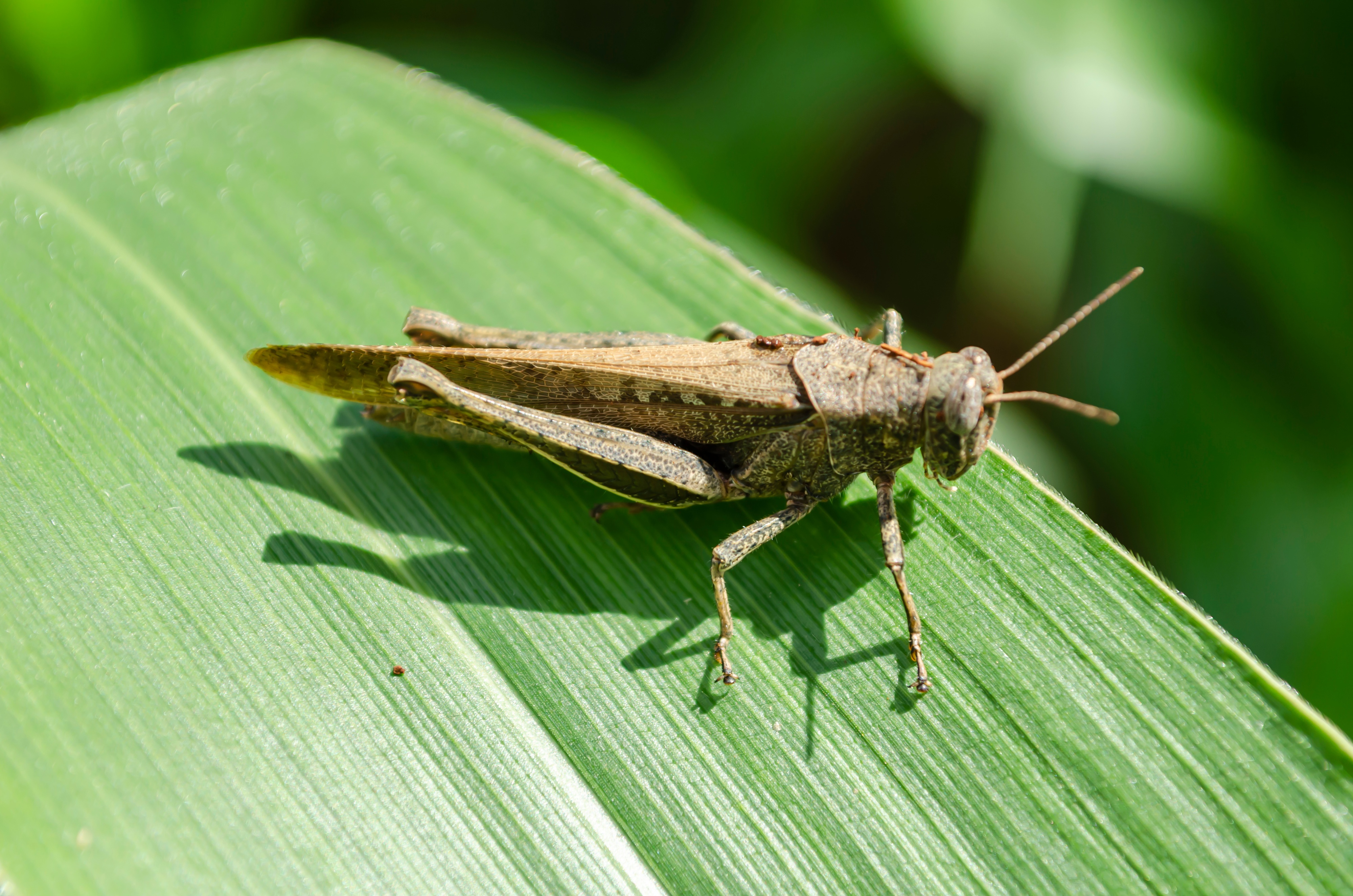 Grasshopper damage, losses down as infestations decline