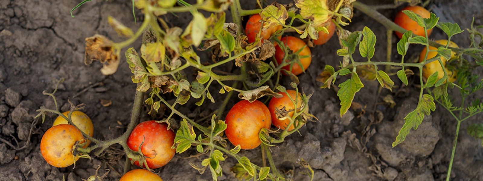 Irrigation can't shield tomatoes from extreme heat