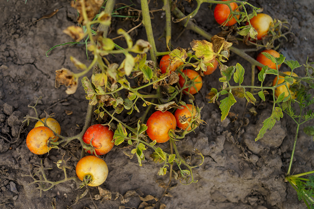 Irrigation can't shield tomatoes from extreme heat