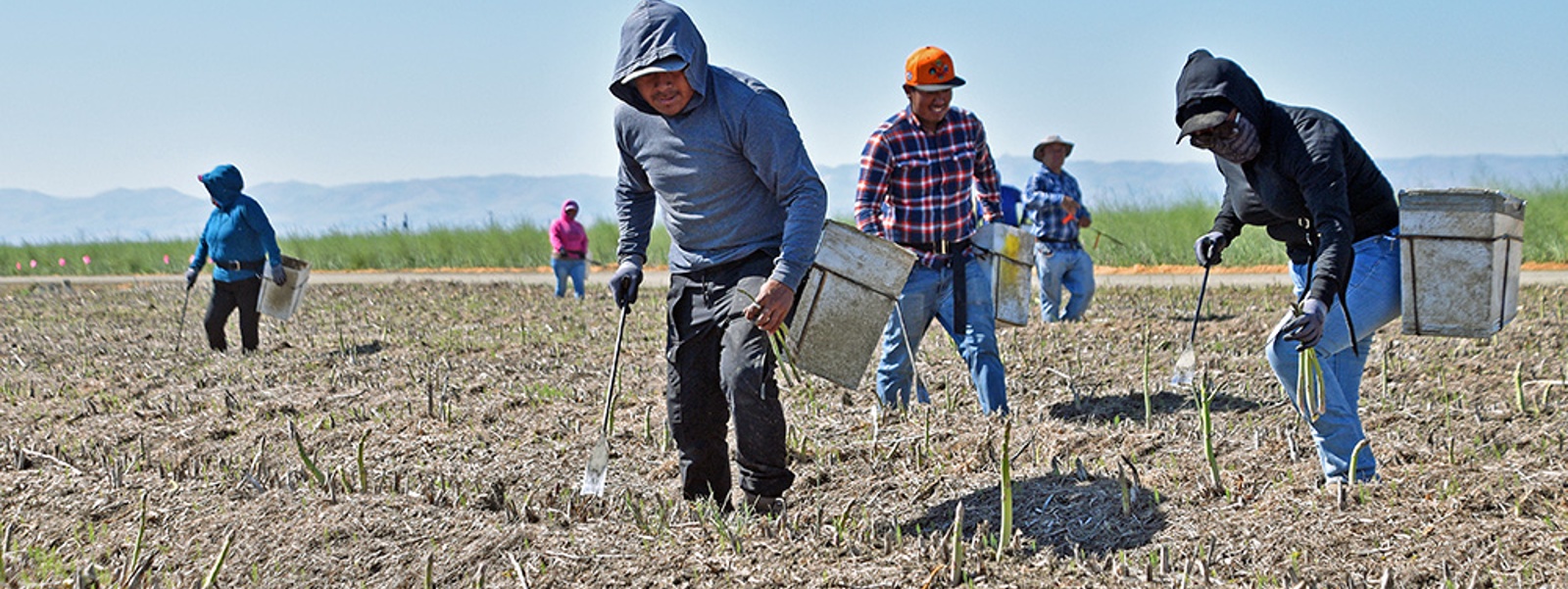 Despite acreage decline, asparagus growers hang on