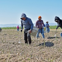 Despite acreage decline, asparagus growers hang on