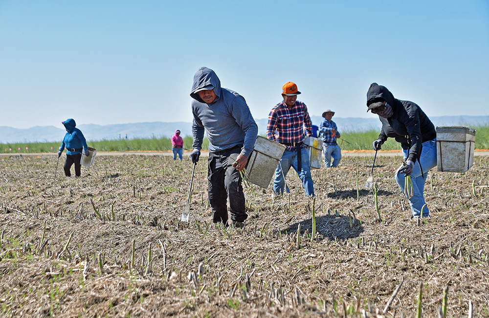 Despite acreage decline, asparagus growers hang on