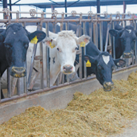 Dairy farmers eye cheaper feed as herd sizes shrink