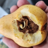 New, old beetles add pest pressure on state orchards