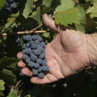 Record winegrape acreage left unpicked last season
