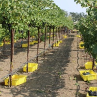 Winegrape growers turn to higher trellises to beat heat