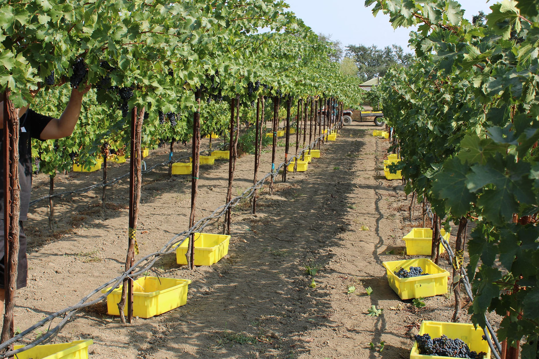 Winegrape growers turn to higher trellises to beat heat