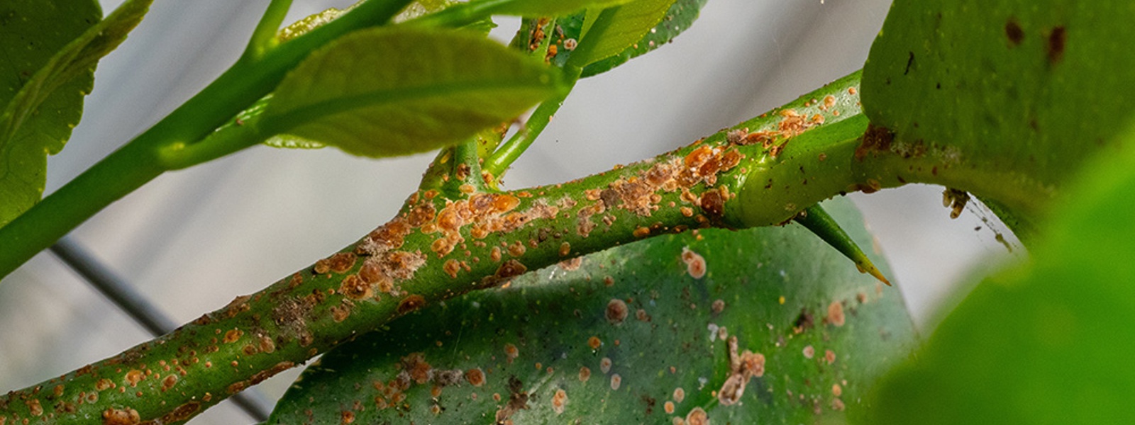 How can growers monitor and control citrus scale pests?