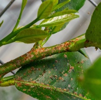 How can growers monitor and control citrus scale pests?