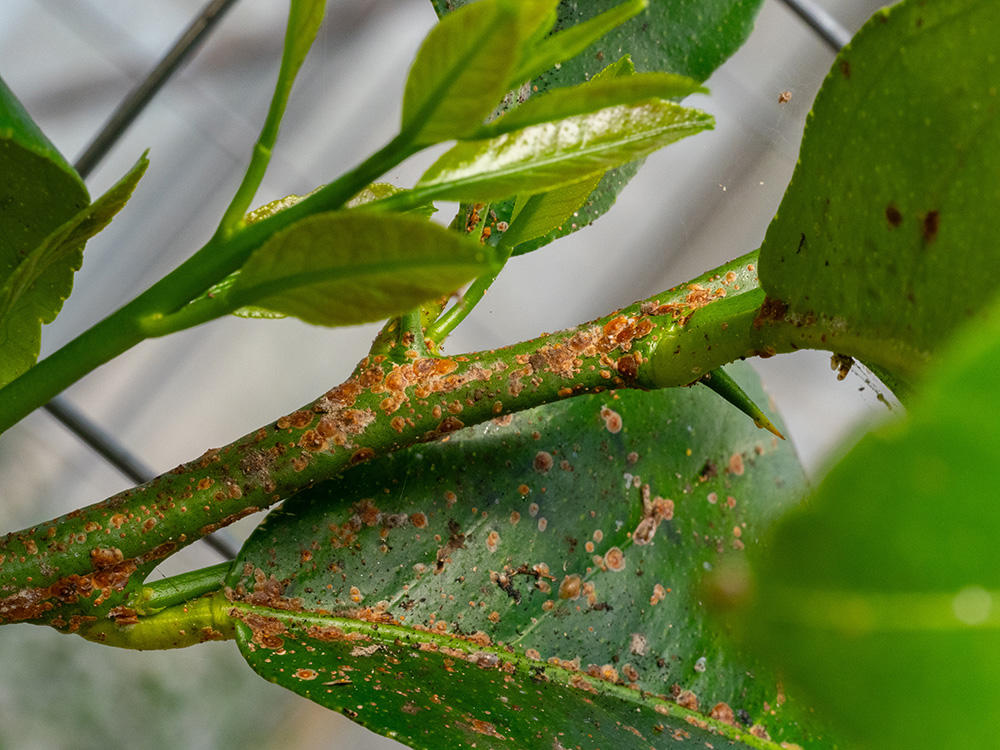 How can growers monitor and control citrus scale pests?