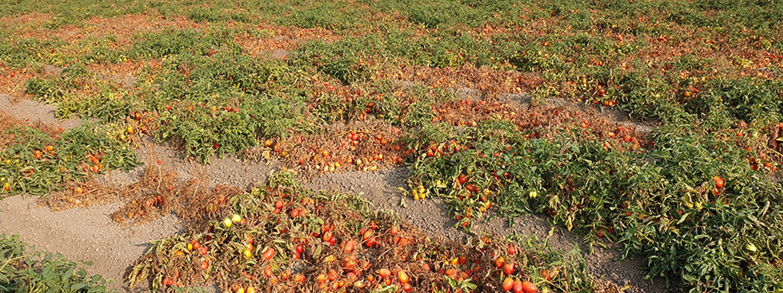 Tomato variety key to controlling fusarium stem rot&nbsp;