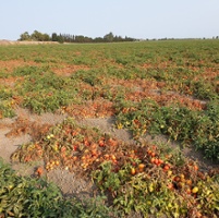 Tomato variety key to controlling fusarium stem rot 