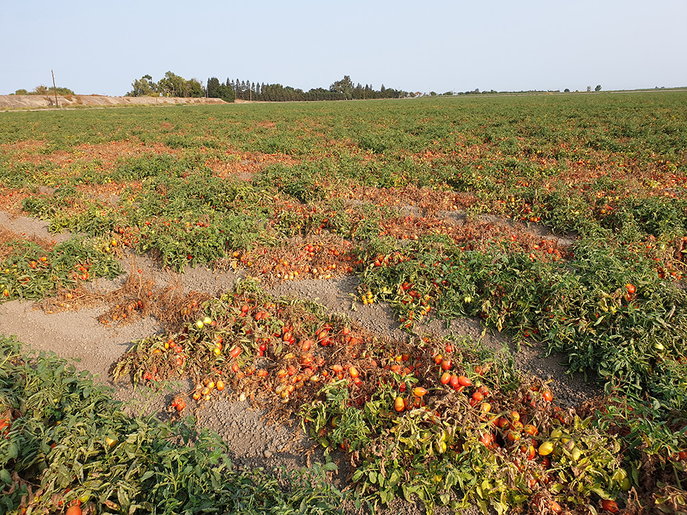 Tomato variety key to controlling fusarium stem rot