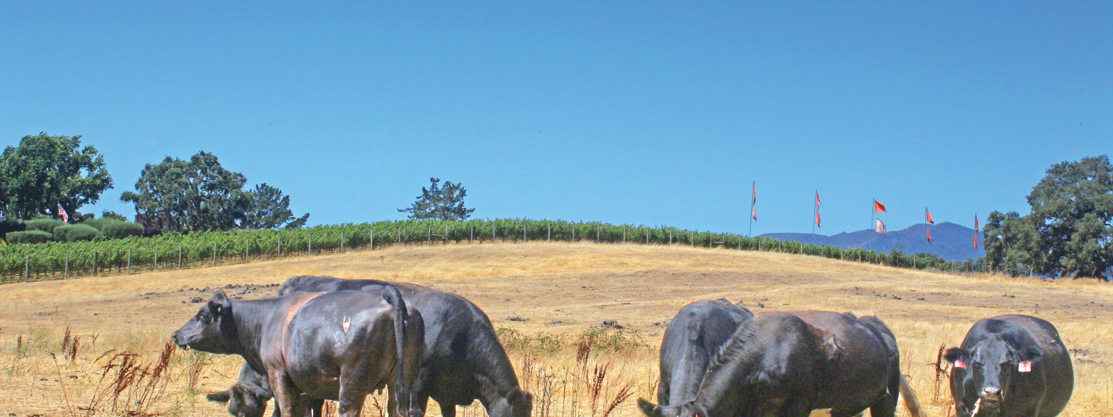 Beef, dairy cattle highlight conservation