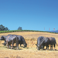 Beef, dairy cattle highlight conservation